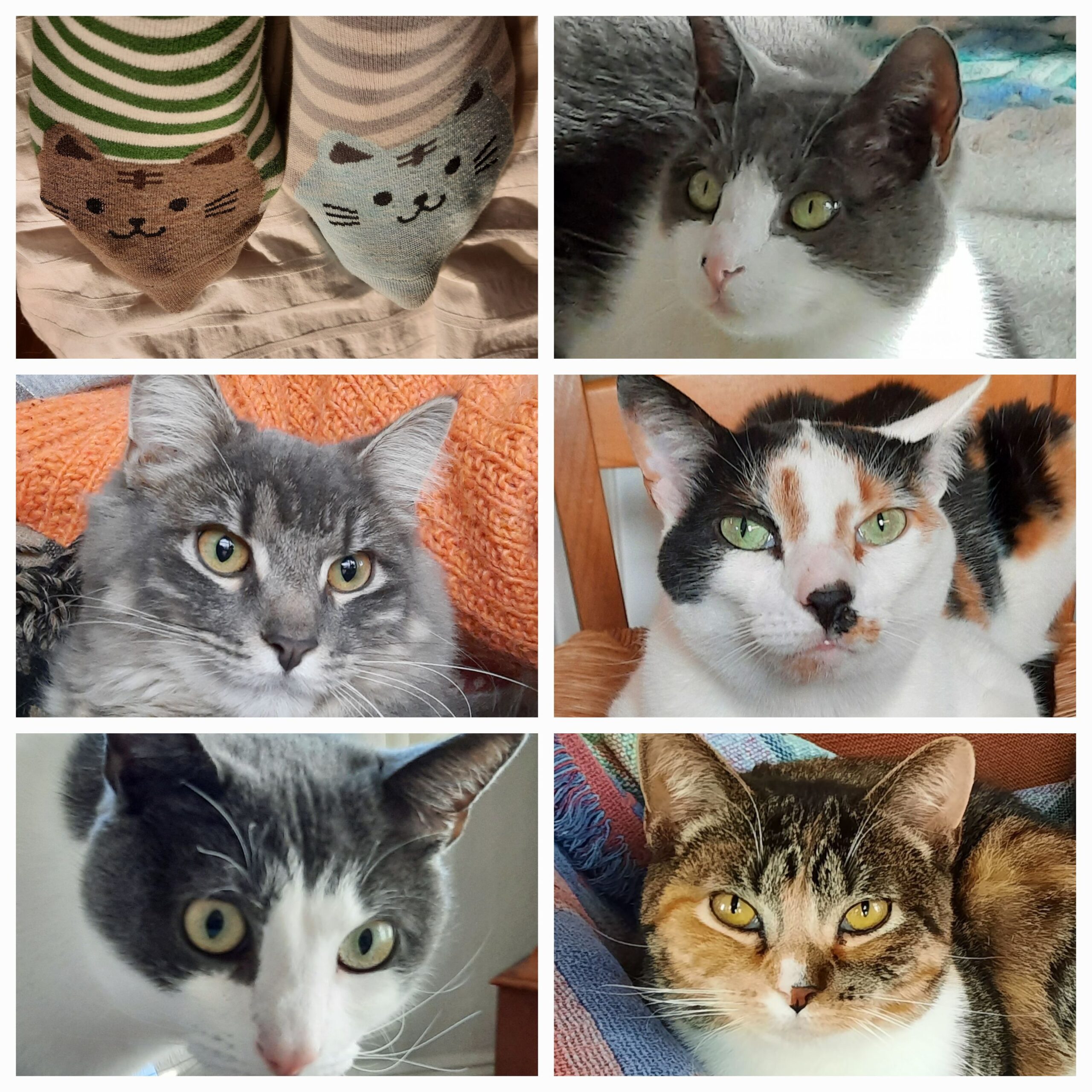 Elizabeth’s Wild Kingdom