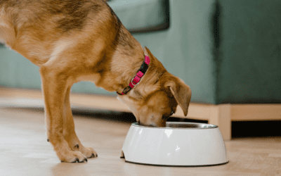 What is the best diet for dogs and cats?