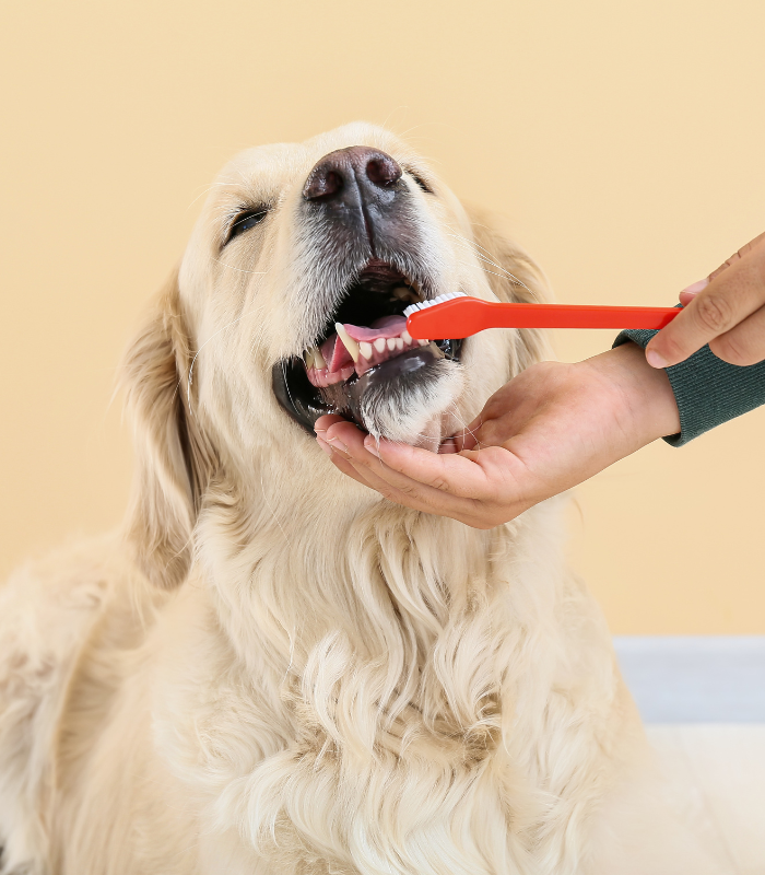 dog teeth cleaning