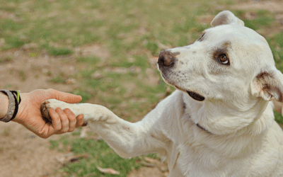 How To Train Your Dog