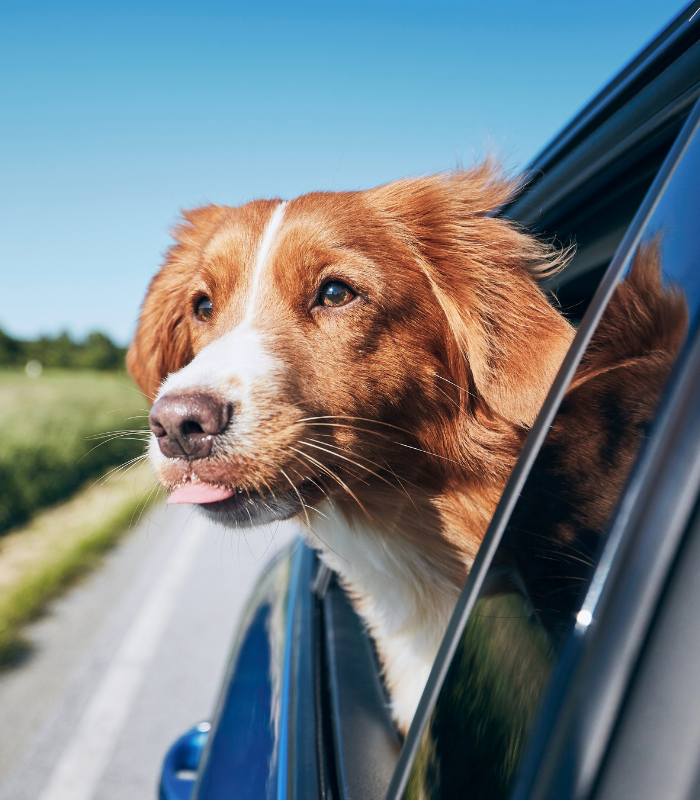 dog traveling