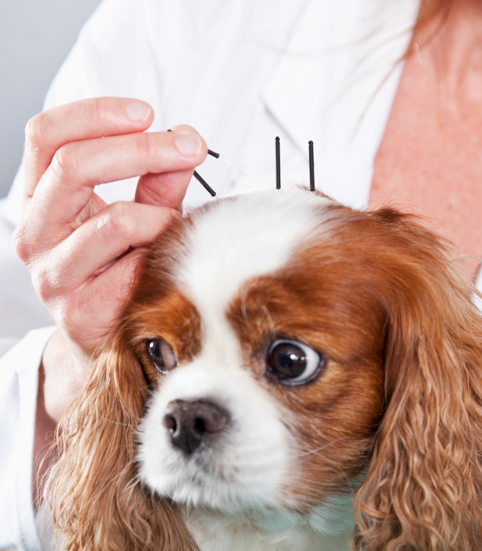vet acupuncture