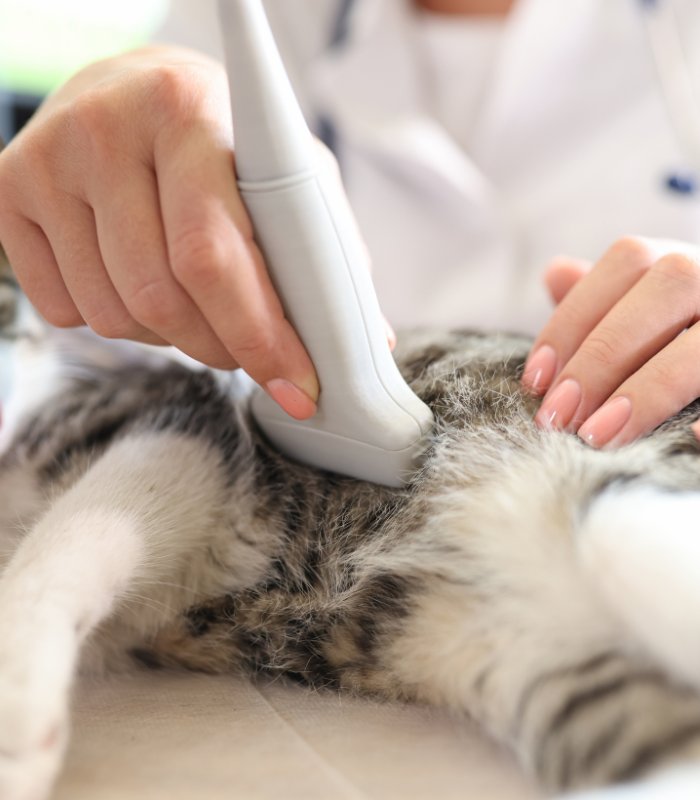 Echocardiograms and Abdominal Ultrasound