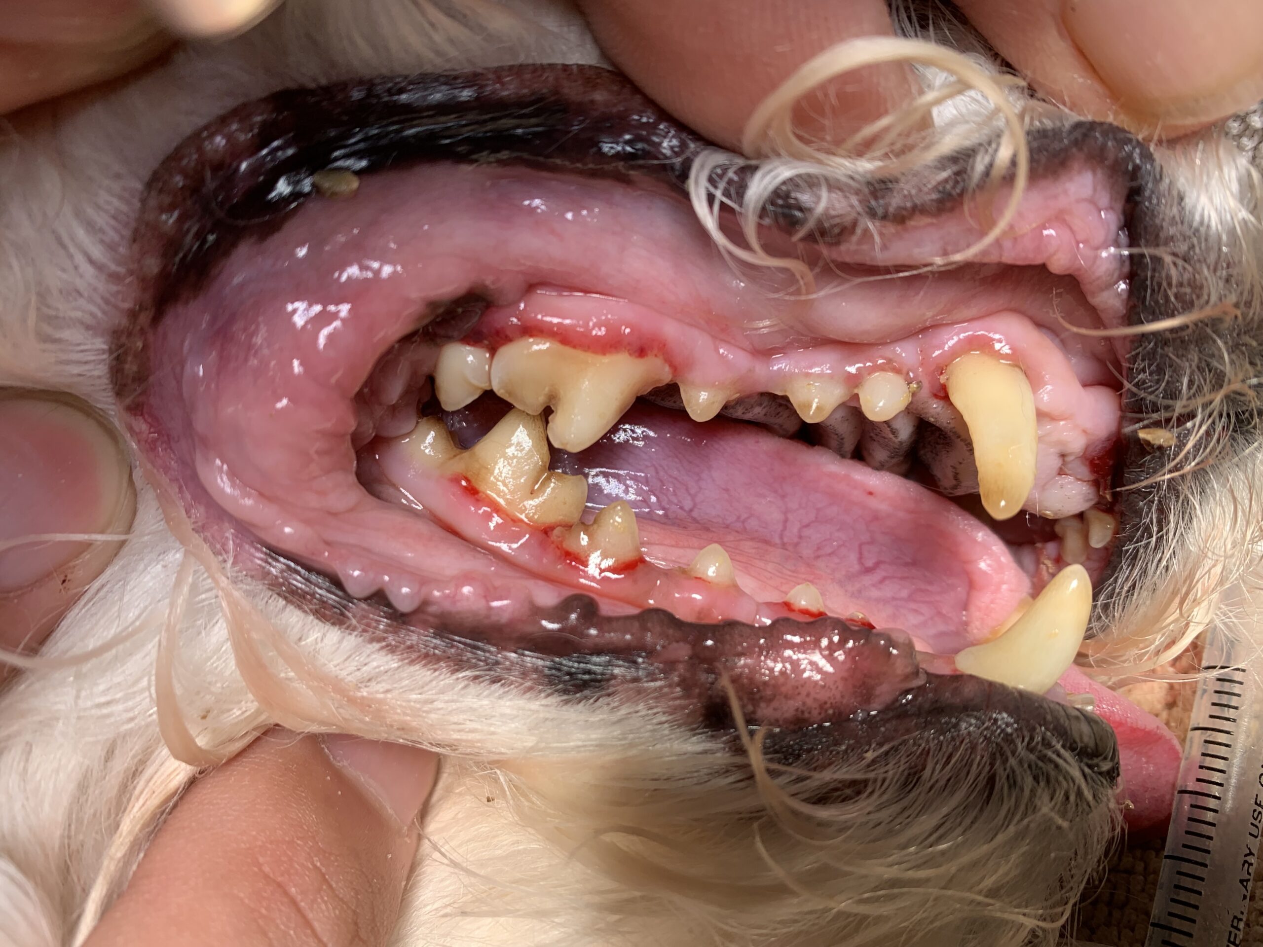 after-dental
