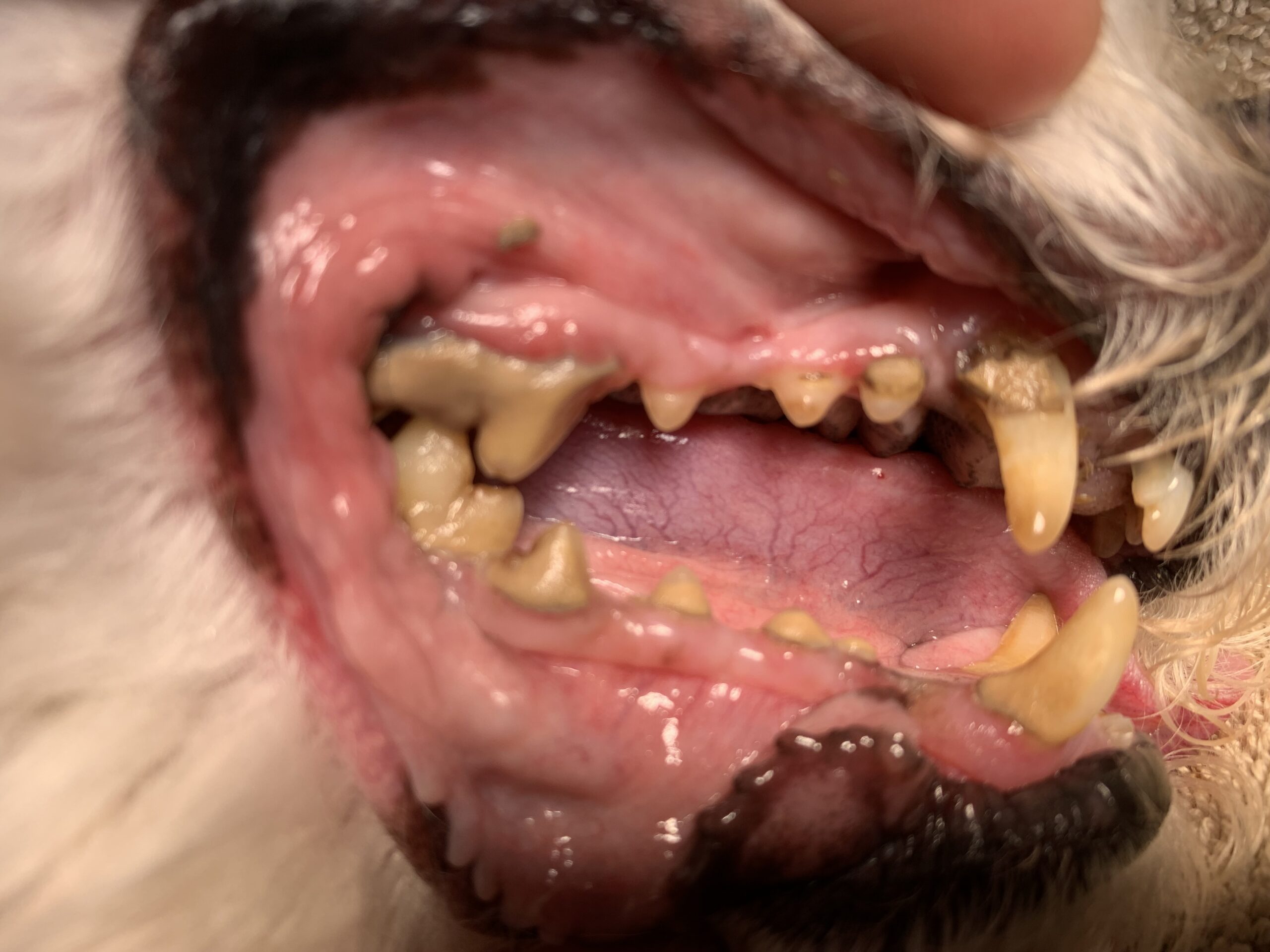 before-dental